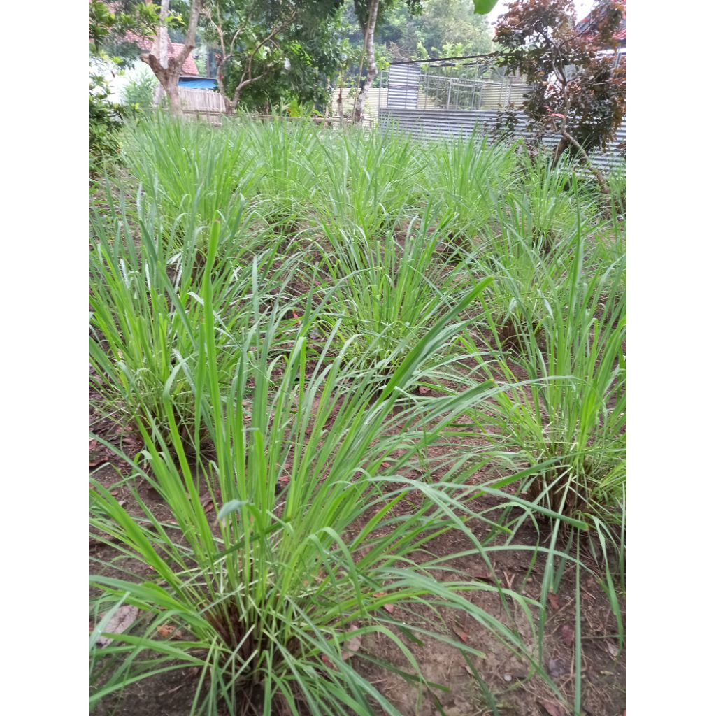 

PROMO TERMURAH!! SEREH / SERAI FRESH DARI KEBUN (ISI -+ 20-25 BATANG)