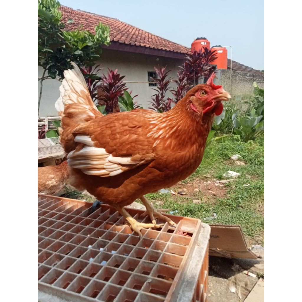 Ayam petelur usia 20 minggu
