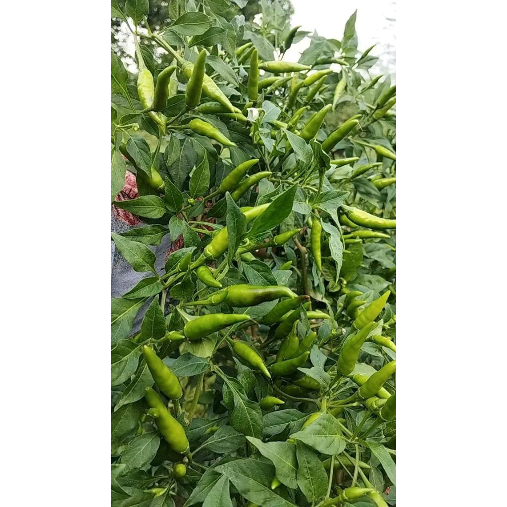 

PROMO!! (100 BUTIR BENIH) BIJI CABE RAWIT HIJAU KUALITAS UNGGUL