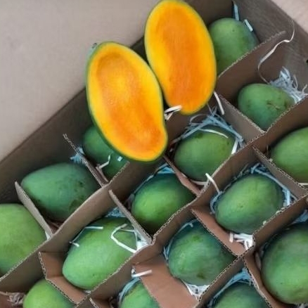 

mangga harum manis fresh 900g