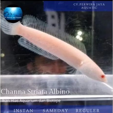 Channa Striata Albino Mata Merah 10-12Cm Good Quality Hiasan Aquarium