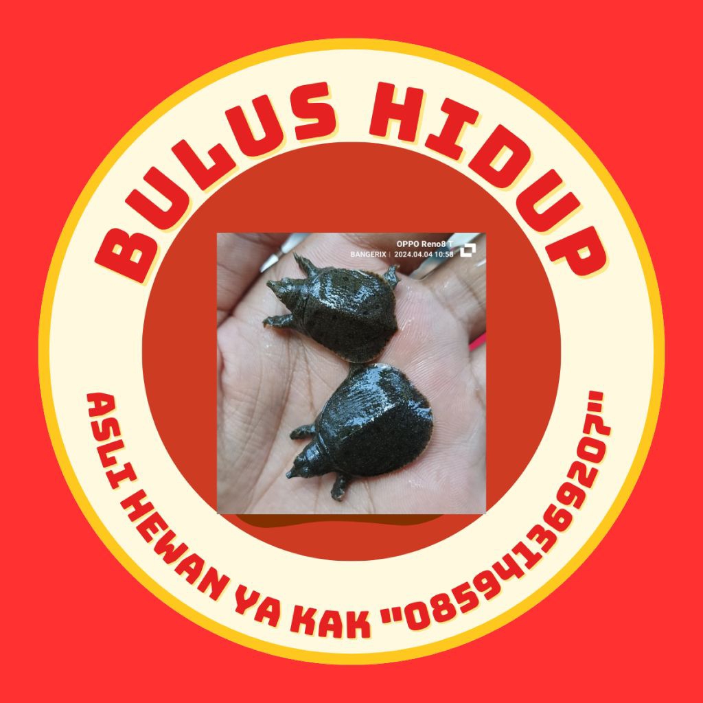 

paker 3 pcs stiker bulus