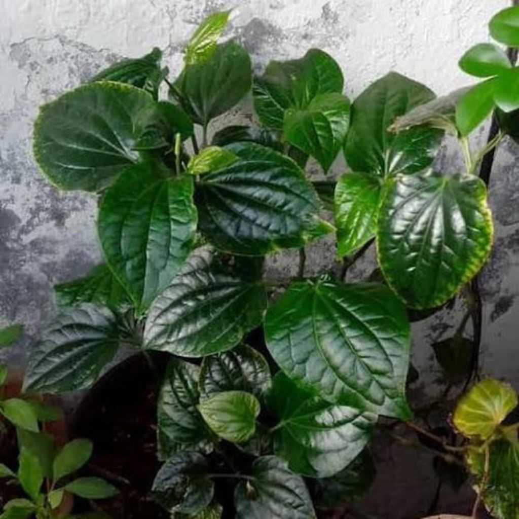 

daun karuk untuk herbal | obat asma dan sakit perut | produk pilihan