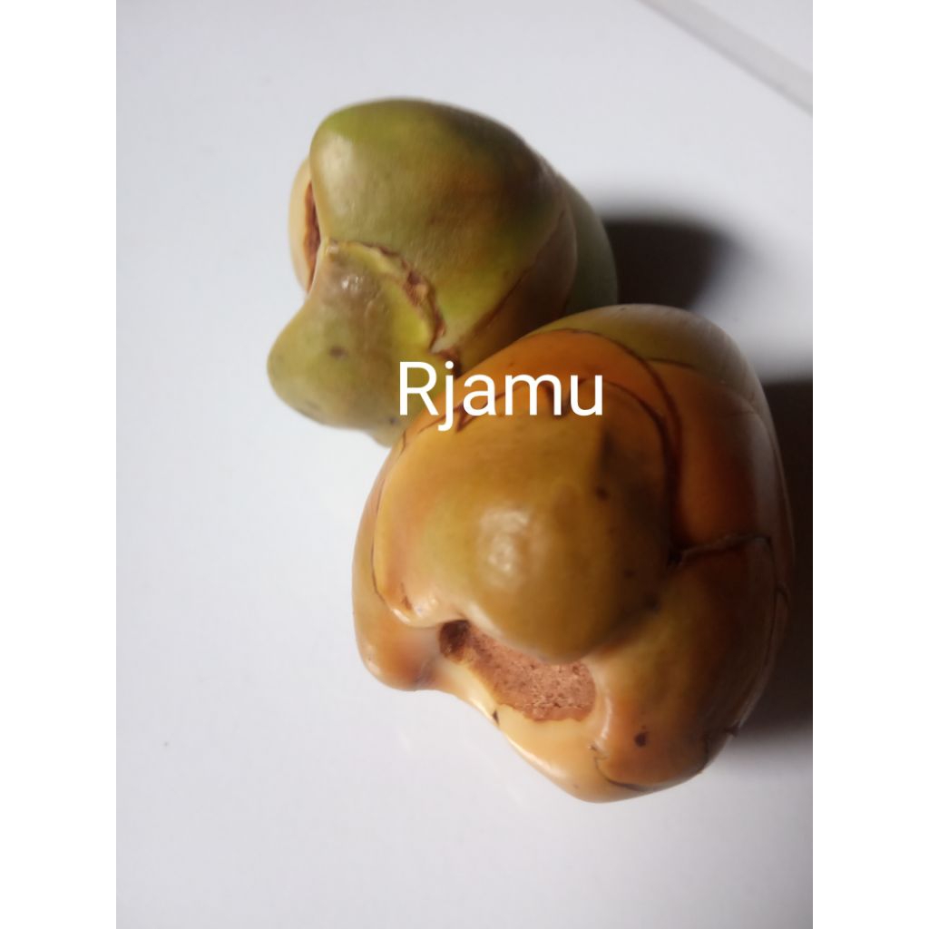 

Beluluk Kelapa Muda Per biji.Cengkir kelapa kecil