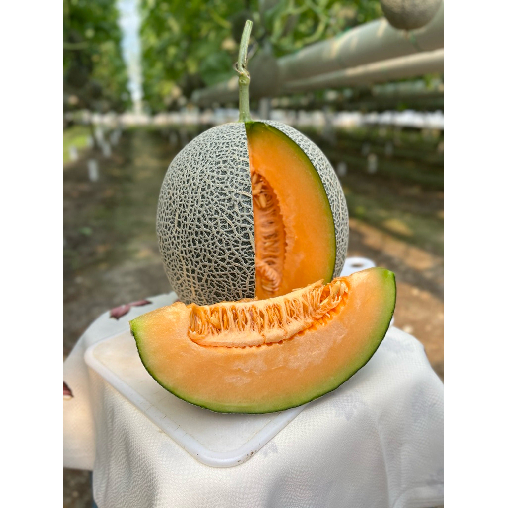 MELON HIDROPONIK GOLDEN AROMA Premium Grade A Manis Segar dan Wangi Buah Berkualitas Original Asli b