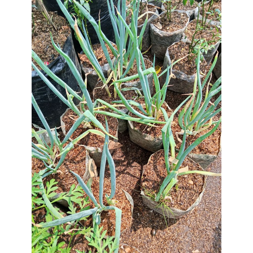 Tanaman Daun Bawang Bibit Daun Bawang