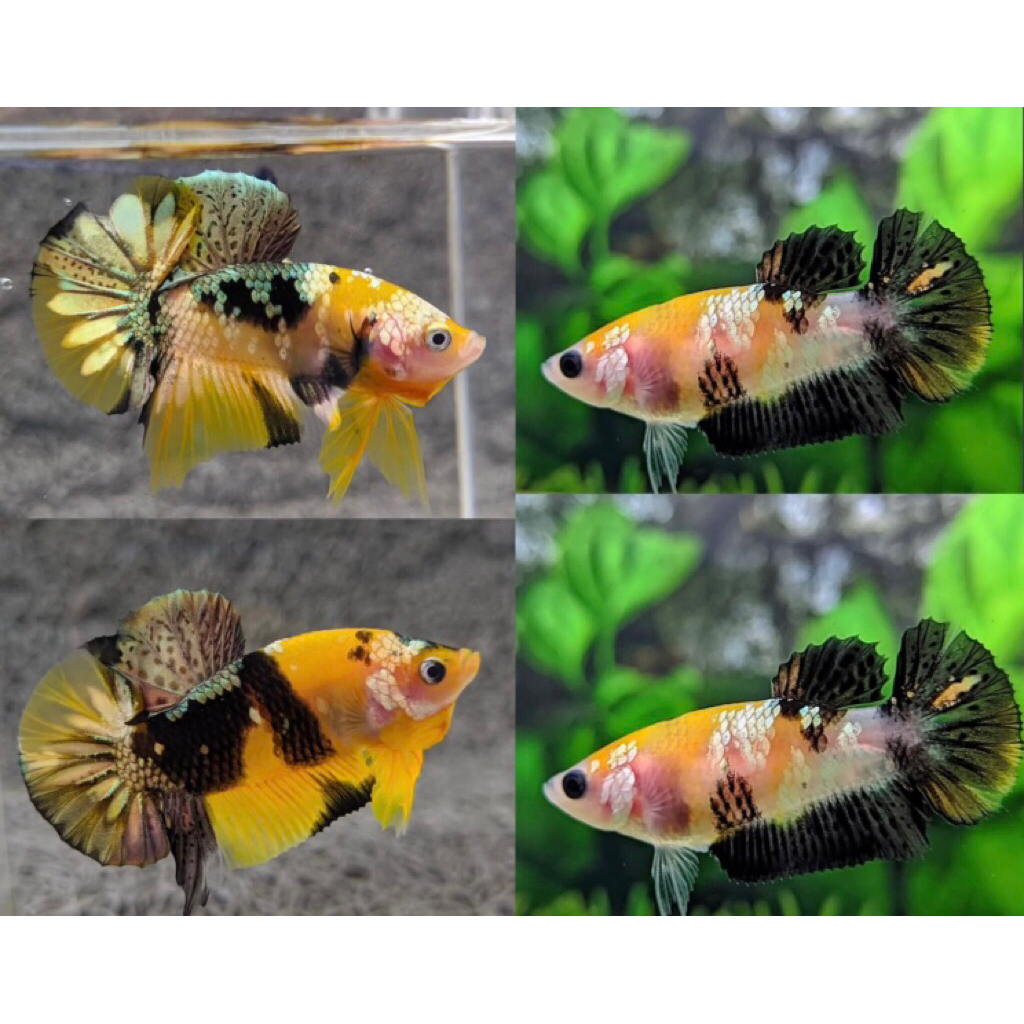 1 Pasang Ikan Cupang Yellow Koi Cooper Bahanan