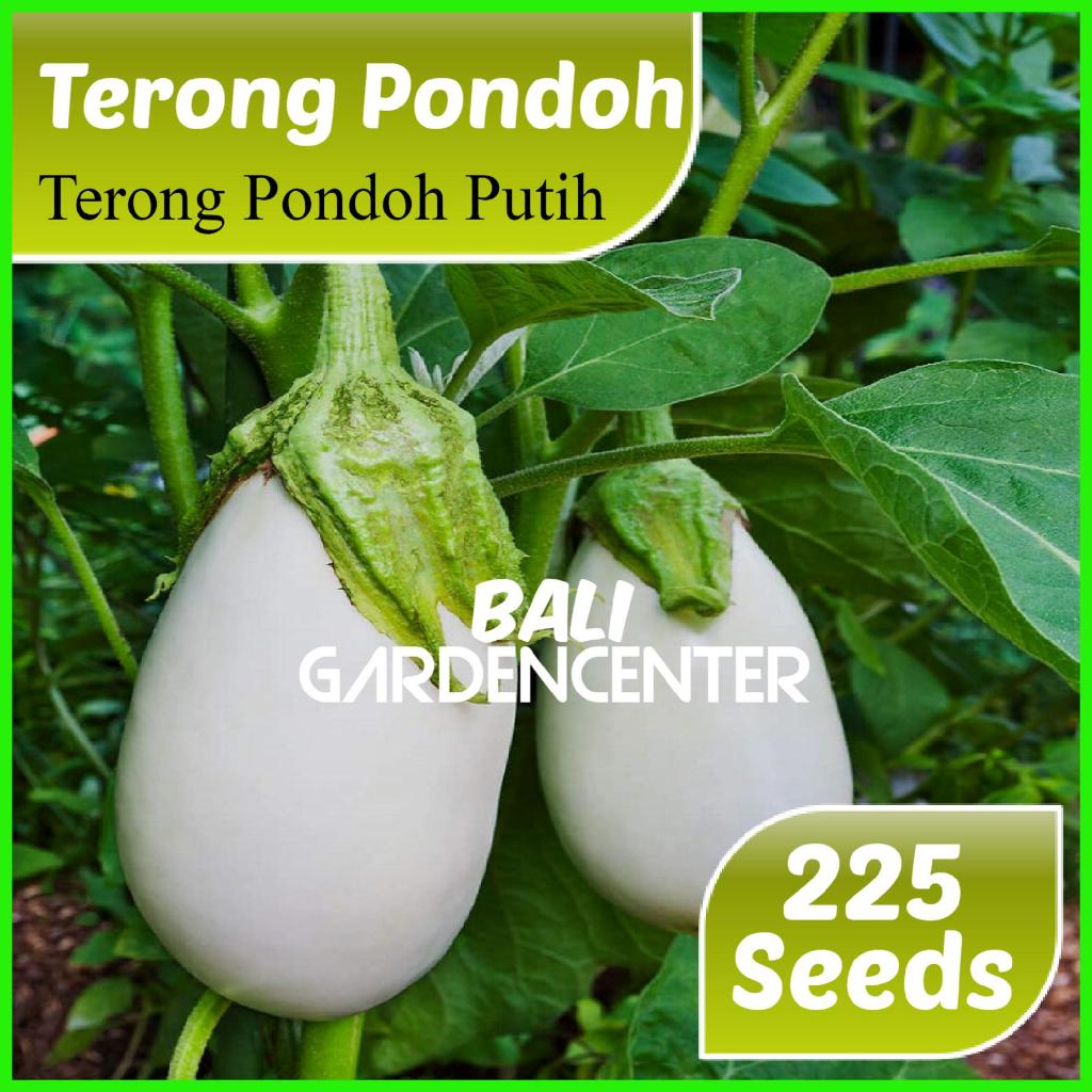 Isi 225 Benih Biji Terong - Terong Pondoh Putih