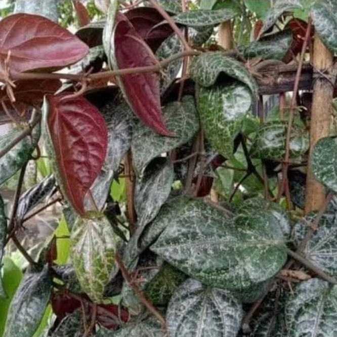 

DAUN SIRIH MERAH HERBAL DIPETIK JIKA ADA PESANAN