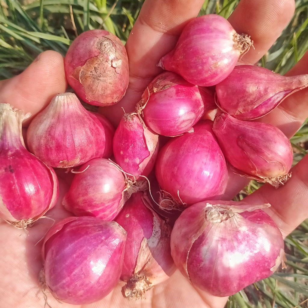 

Bawang Merah Nganjuk Sedang Besar Kecil (CAMPUR) Murah