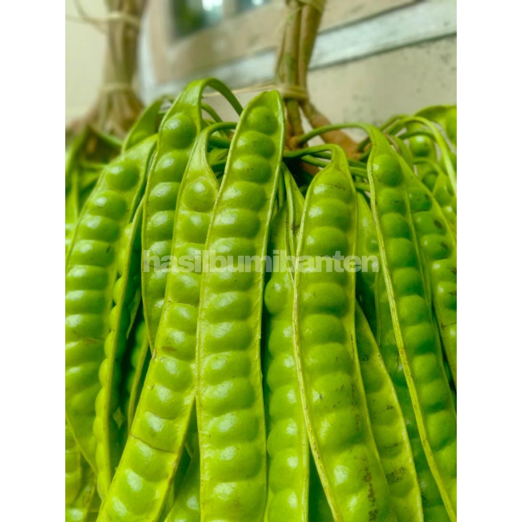 

PETE PETAI TUA SUPER PER 1 PAPAN LONJOR