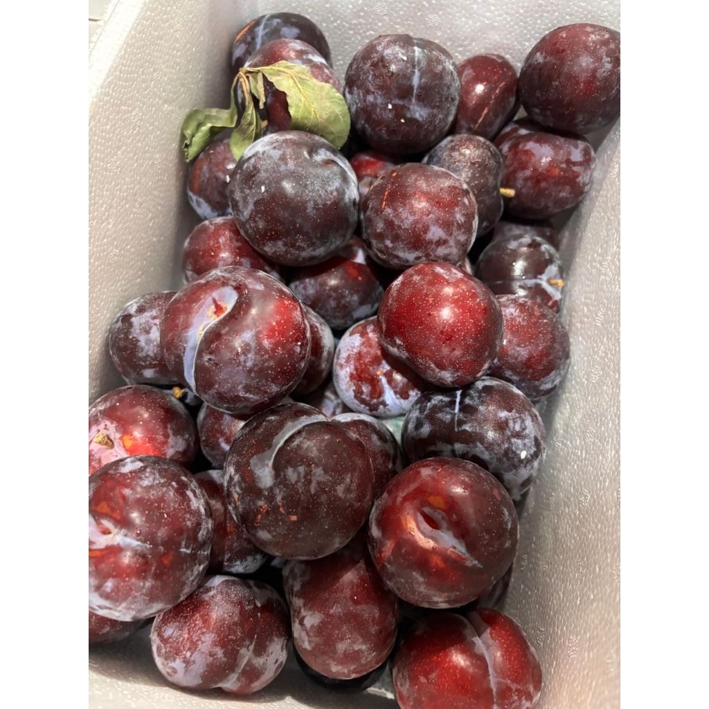 

buah plum/kg