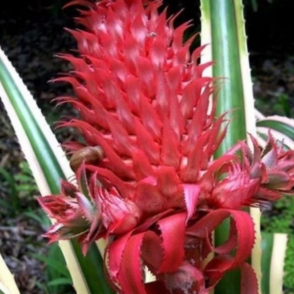 Nanas merah muda /nanas hutan