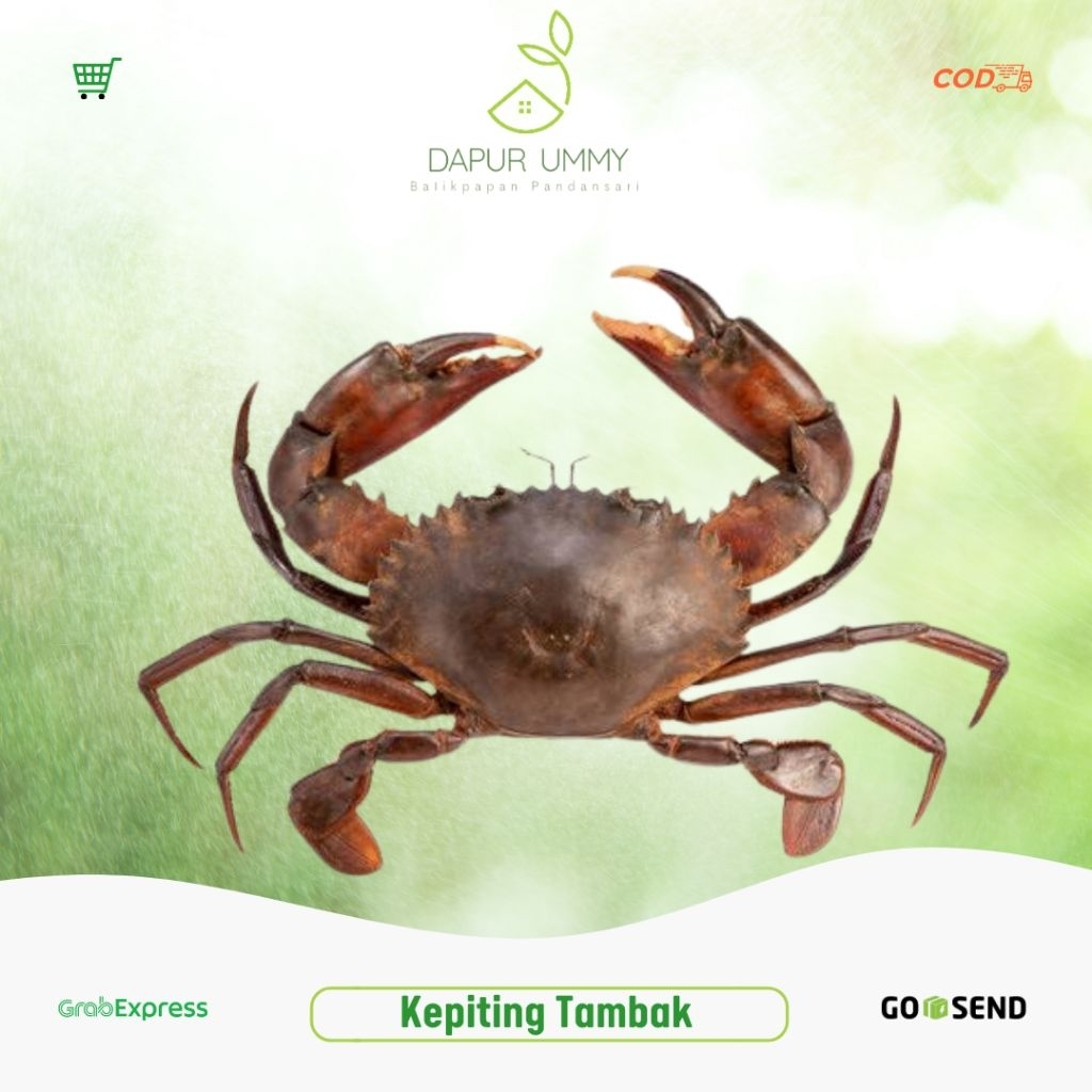 

KEPITING • Kepiting Tambak • 1kg