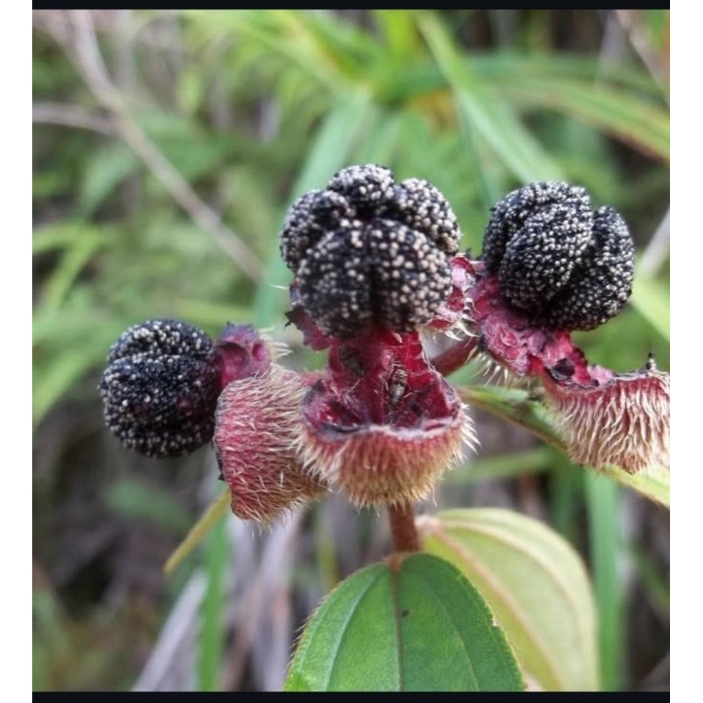 

Buah senggani / Buah harendong 500 gr