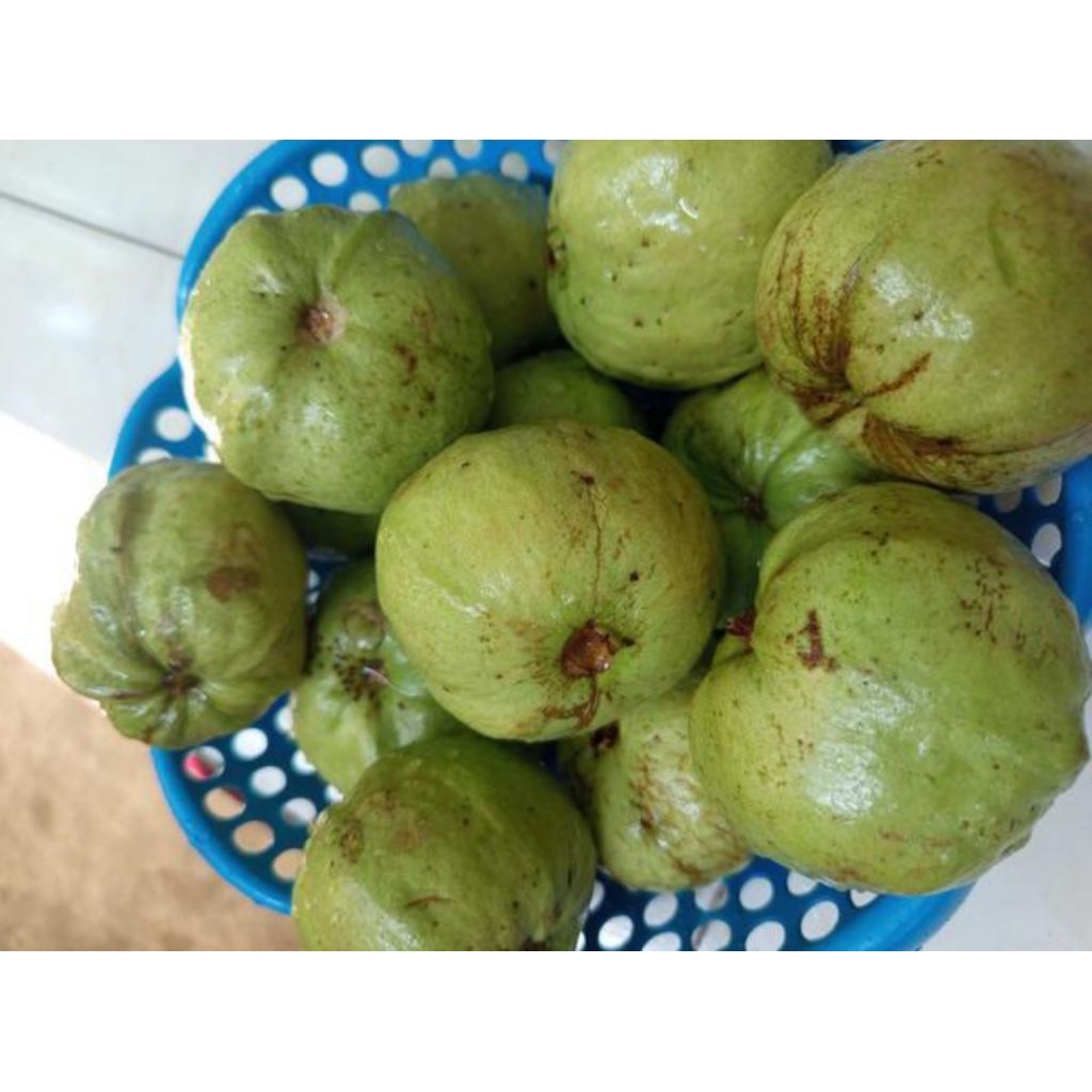 

Jambu kristal seger dan manis 1 kg