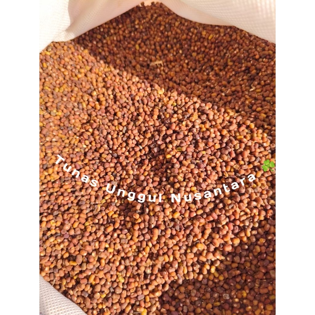 

kacangan PJ (Peuraria javanica)