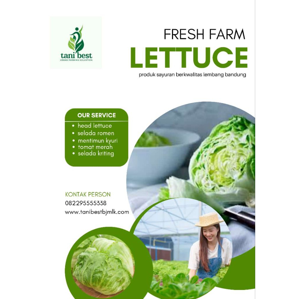

lettuce selada crop