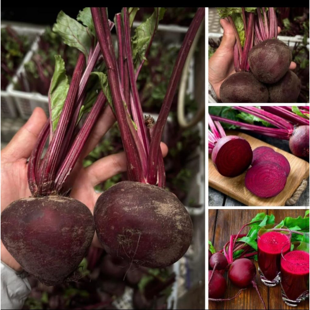 

buah bit segar 1kg terdekat