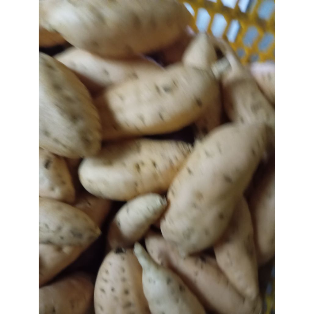 

ubi cilembu ubi rancing manis 1 kg