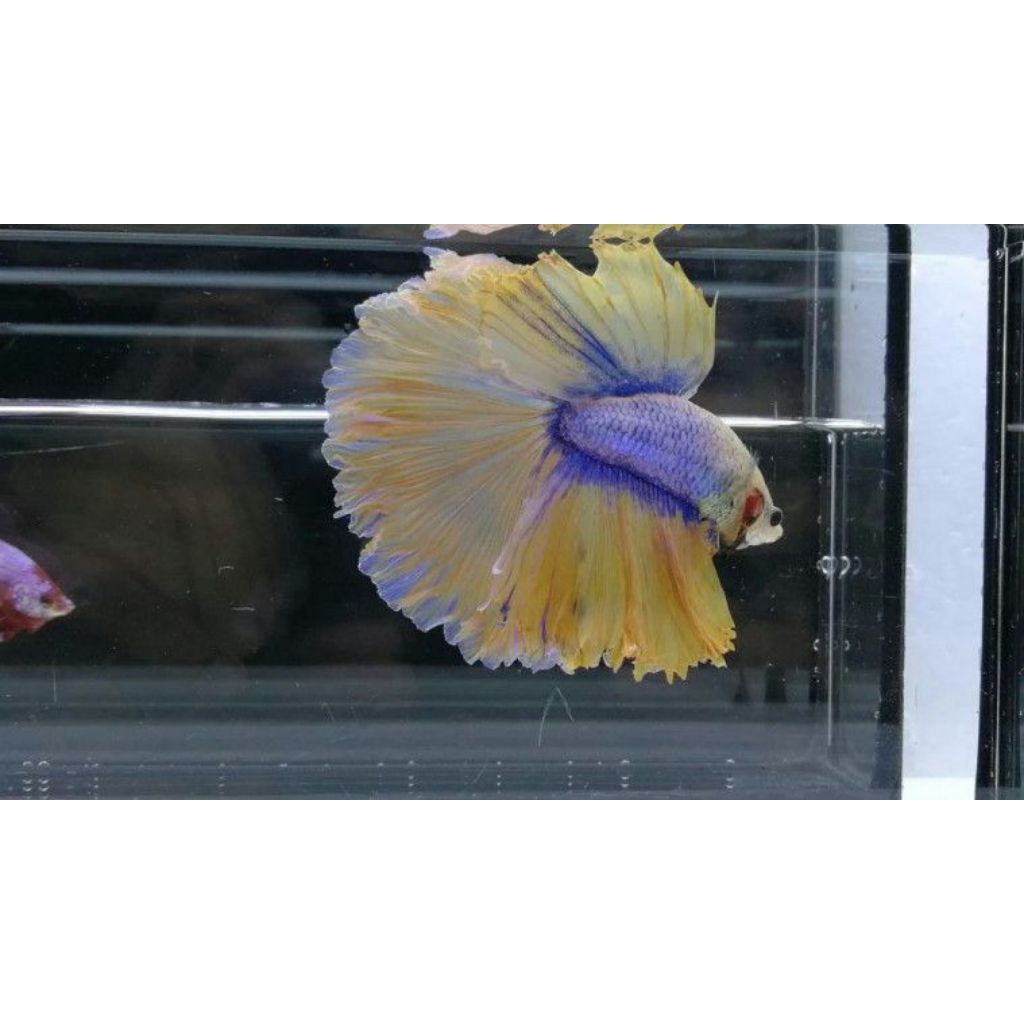 CUPANG HALFMOON ROSTAIL