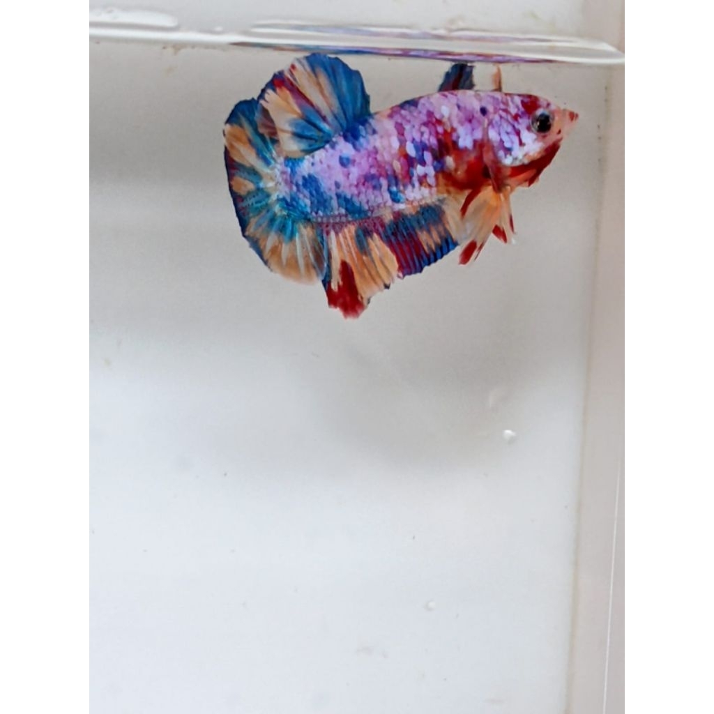 hiasan aquarium cupang