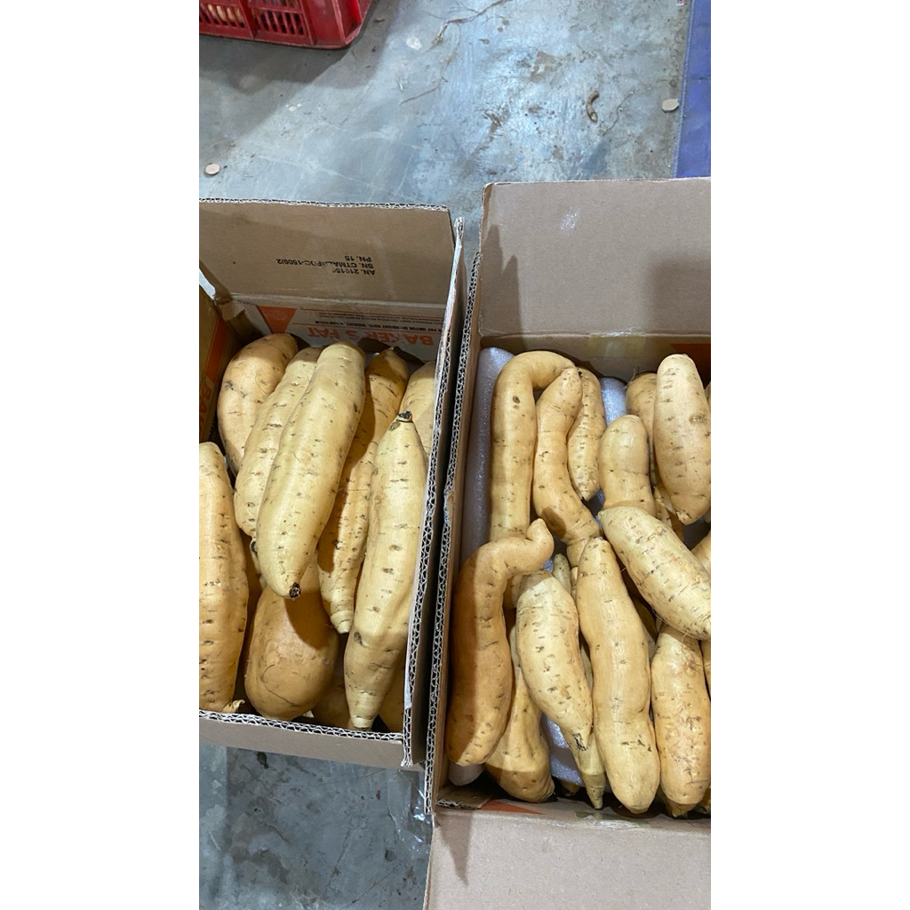 ubi madu/ ubi cilembu 1 Kg
