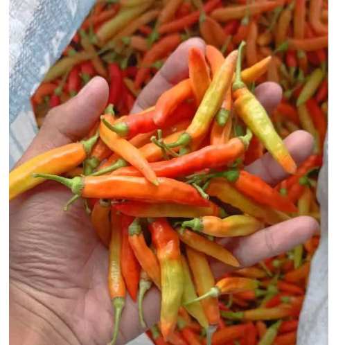 

cabe rawit merah /CRM (500 gram dan 1000 garm) bagus dan fress petik langsung dari petani