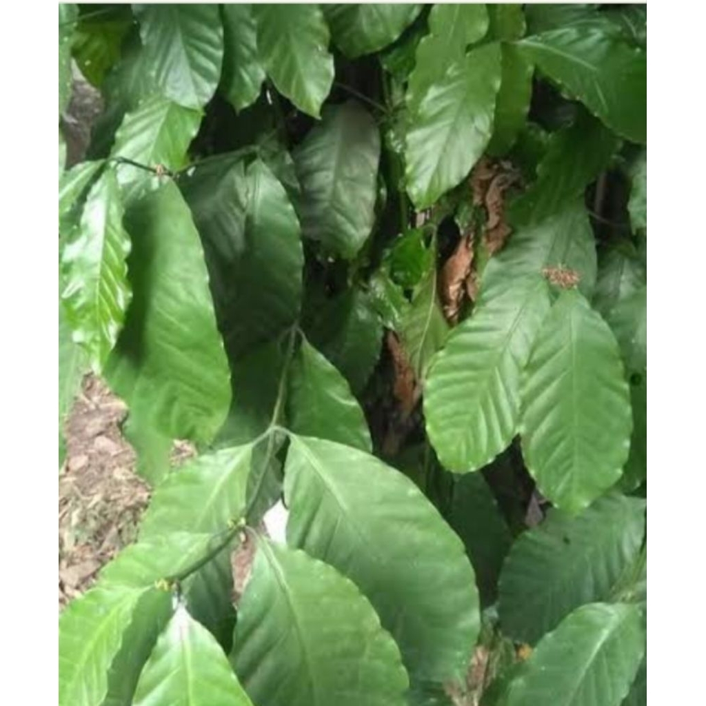 

daun kopi segar fresh 500grm