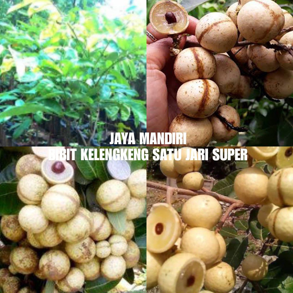 BIBIT KELENGKENG SATU JARI SUPER