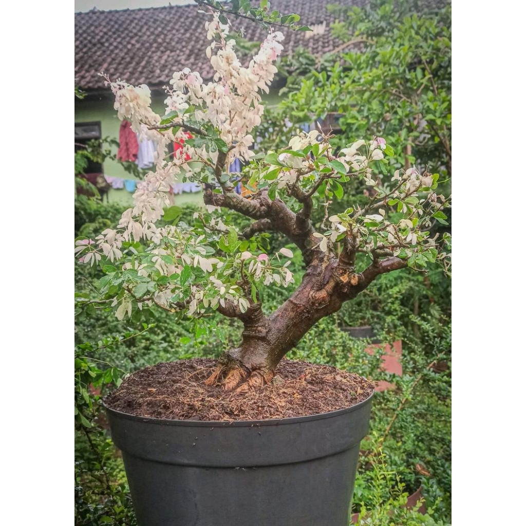 Tanaman hias bonsai asem belanda / asem londo siap pajang