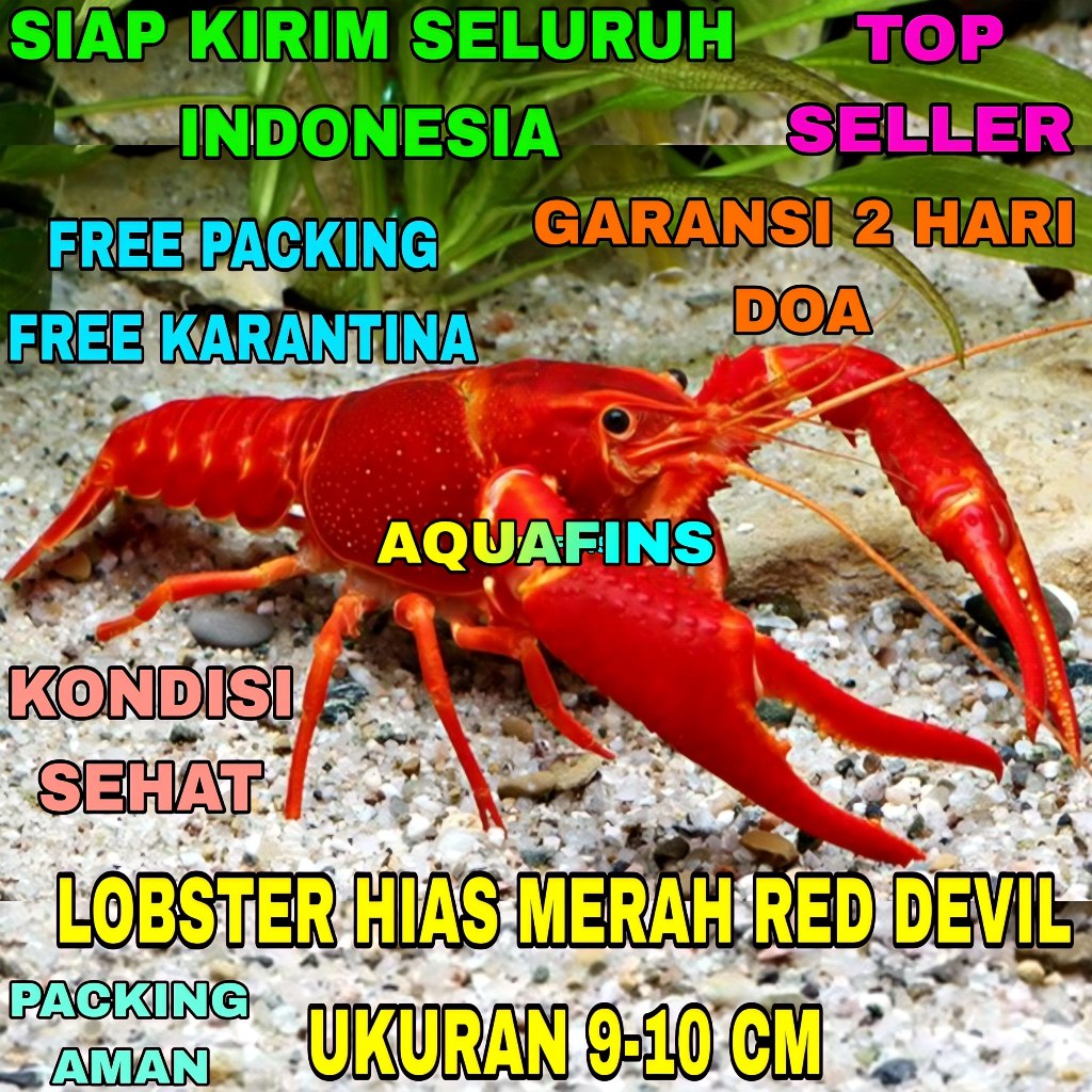 HIASAN LOBSTER HIAS MERAH RED DEVIL UKURAN 9-10 CM
