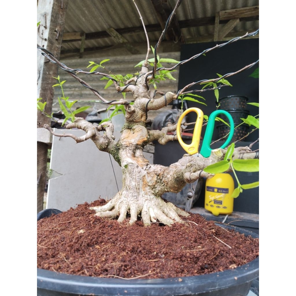 Bahan bonsai anting putri tanaman bonsai medium