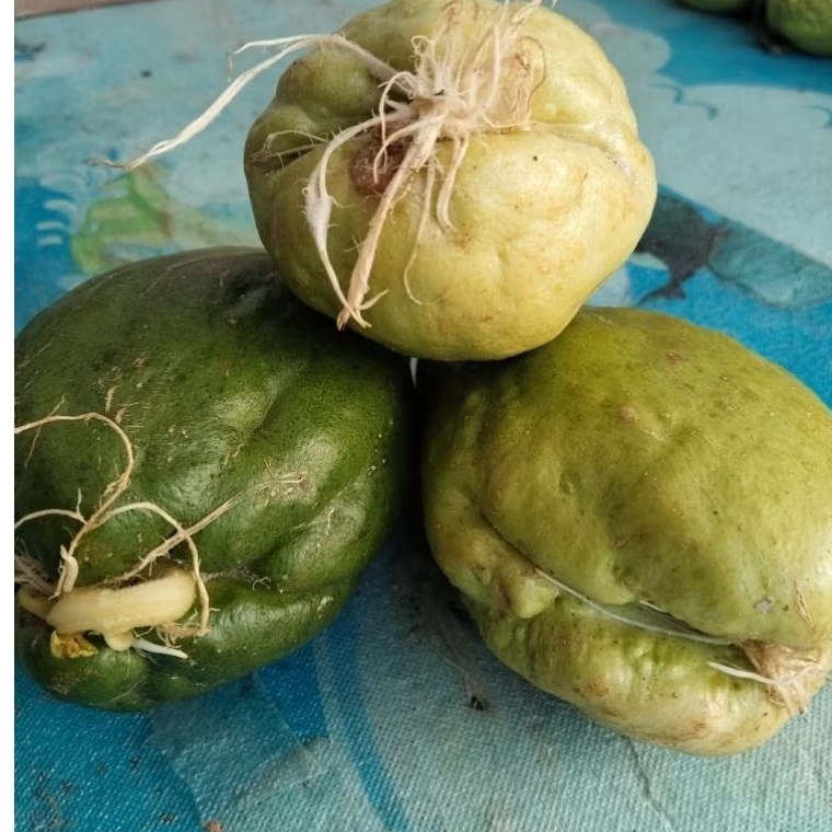 

Benih Labu Siam Jumbo/ pcs