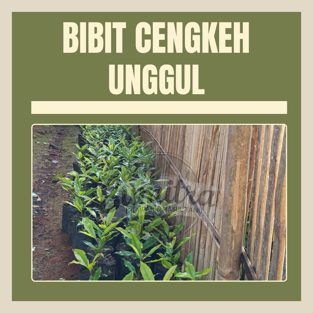 

PROMO BIBIT CENGKEH UNGGUL