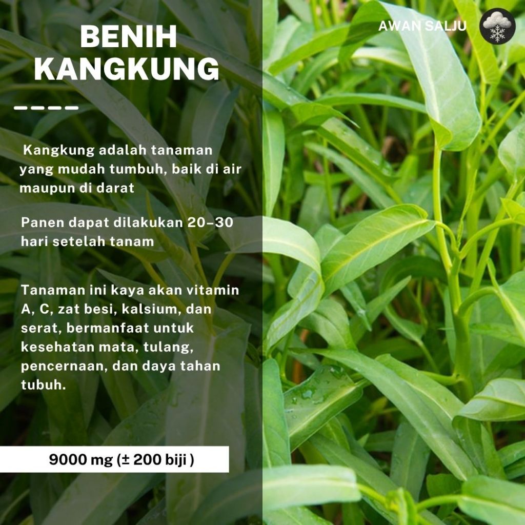 Benih Kangkung Sayuran Hidroponik Hijau Unggul Bibit Sayuran Berkualitas
