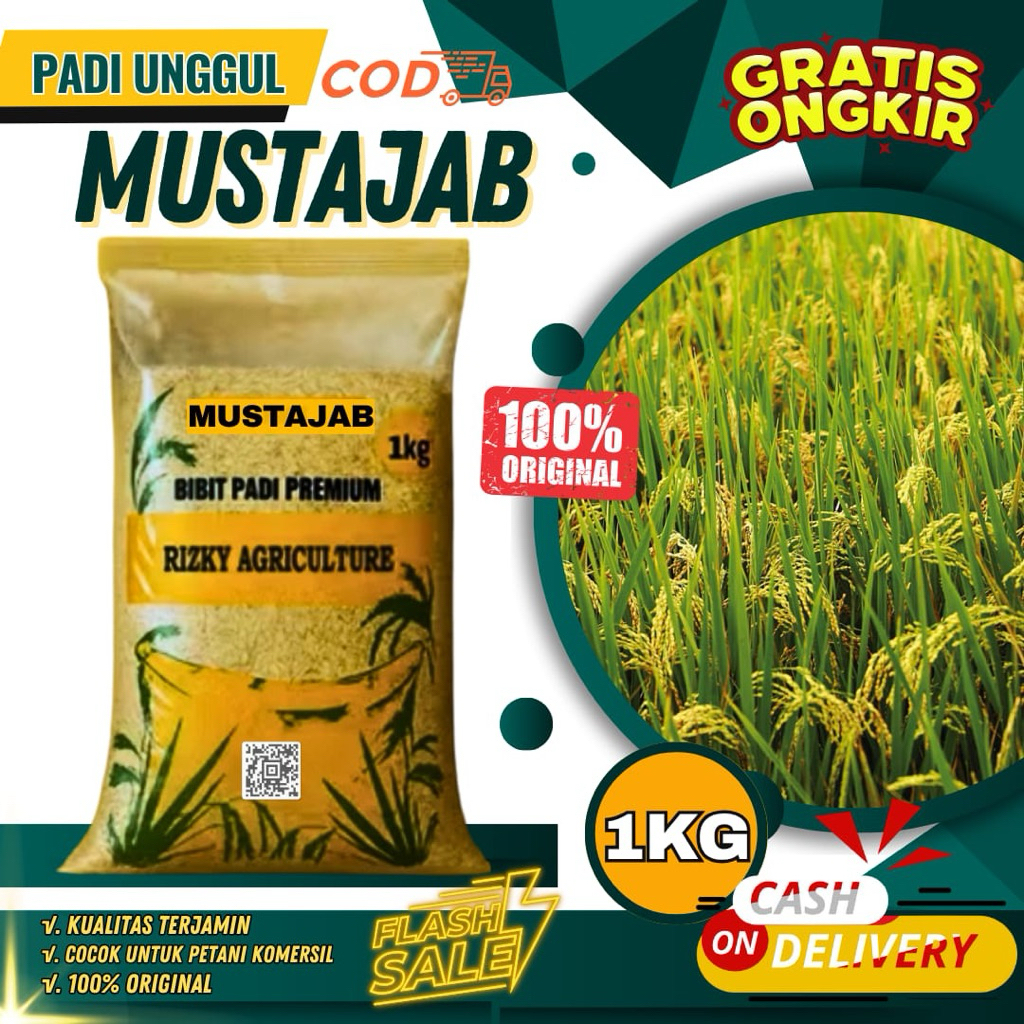 BENIH PADI BIBIT PADI MUSTAJAB BIBIT UNGGUL 1 KG