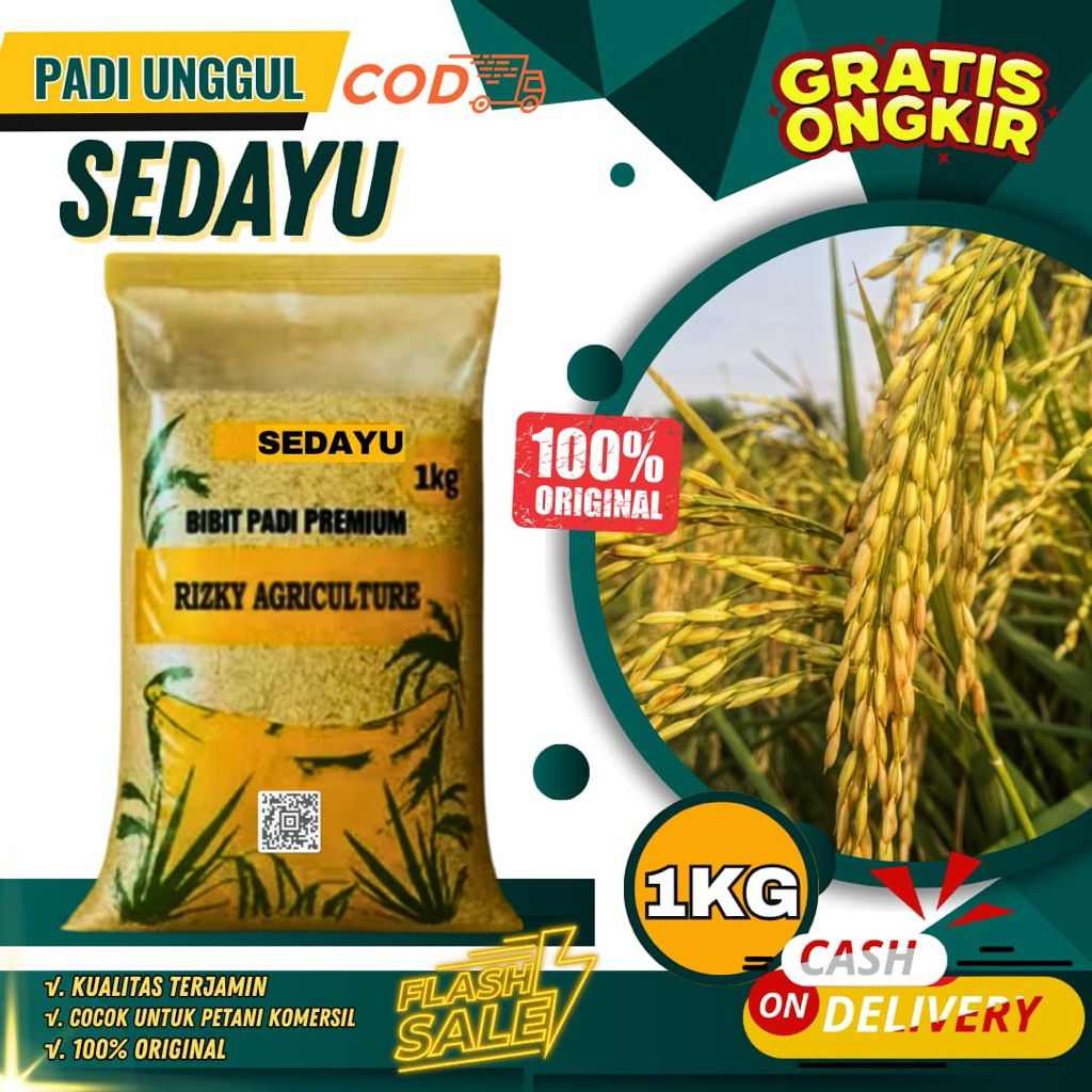 BENIH PADI BIBIT PADI SEDAYU UNGGUL 1 KG