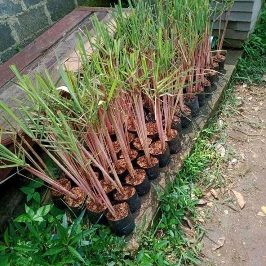 Pohon Sereh Merah - Sereh Merah