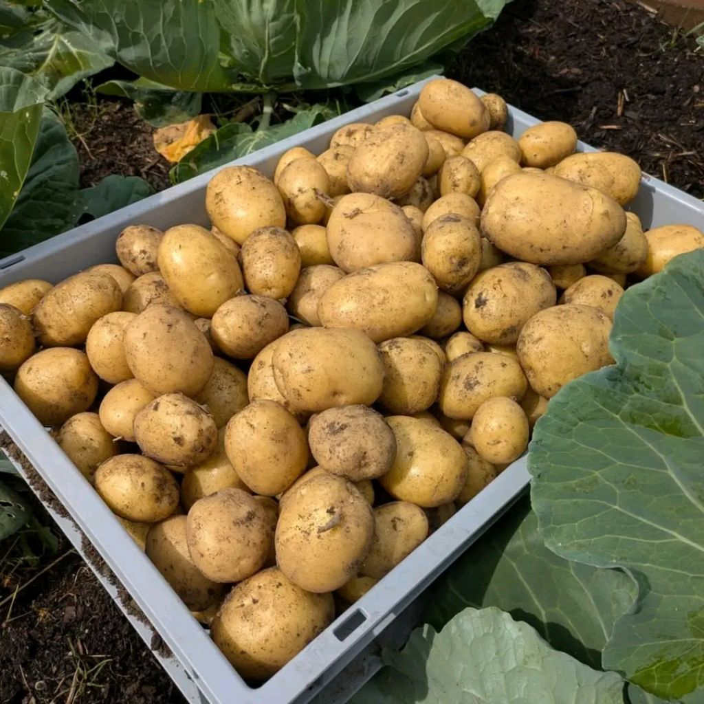 

kentang ukuran besar 5kg fresh langsung dari kebun