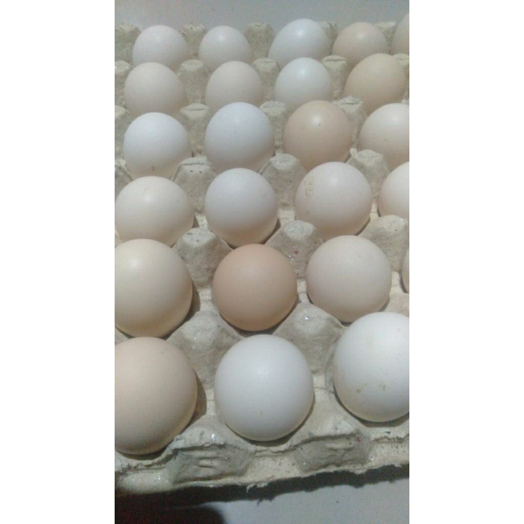

Telur ayam kampung Omega dan non Omega ( Size Besar )