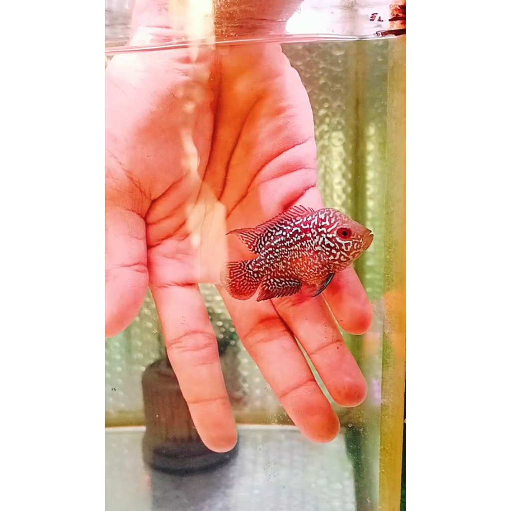 GB kamfa size 6cm (100%real pict)