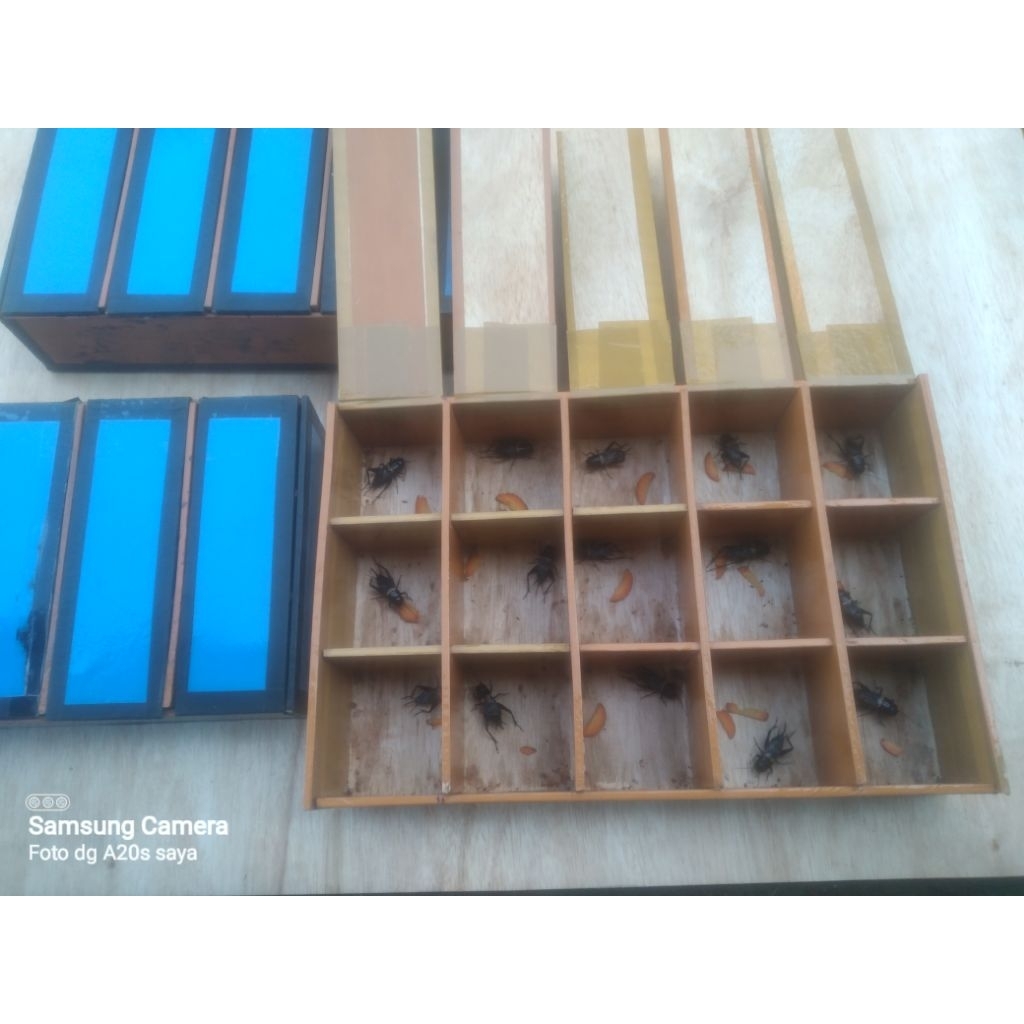 jangkrik kalung masteran