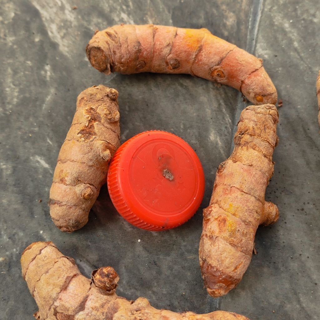 

Kunir Kunyit 100gr Kunir Grosiran Bumbu Empon empon Grosir Tempat Kulakan Bumbu Agen kunyit