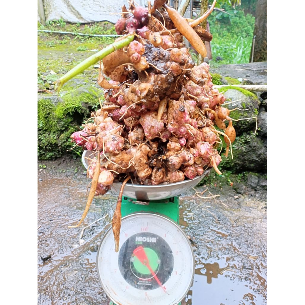 

Rimpang ubi yakon asli wonosobo