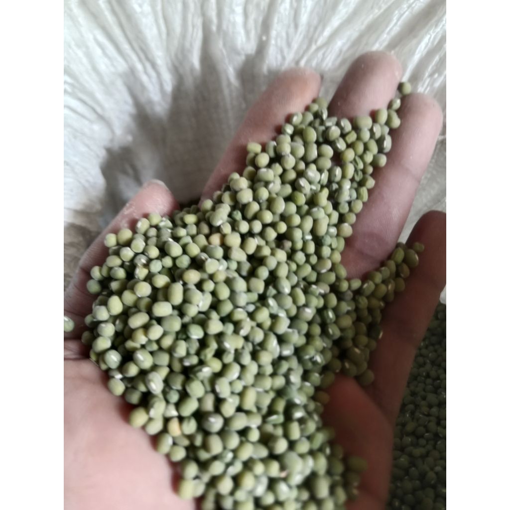 

kacang hijau lokal 5 kg termurah