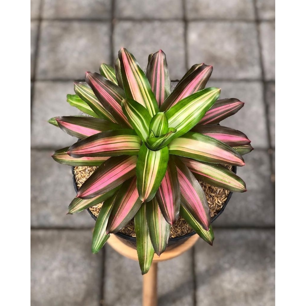 Tanaman hias bromelia tricolor - tanaman bromelia - bromelia tricolor