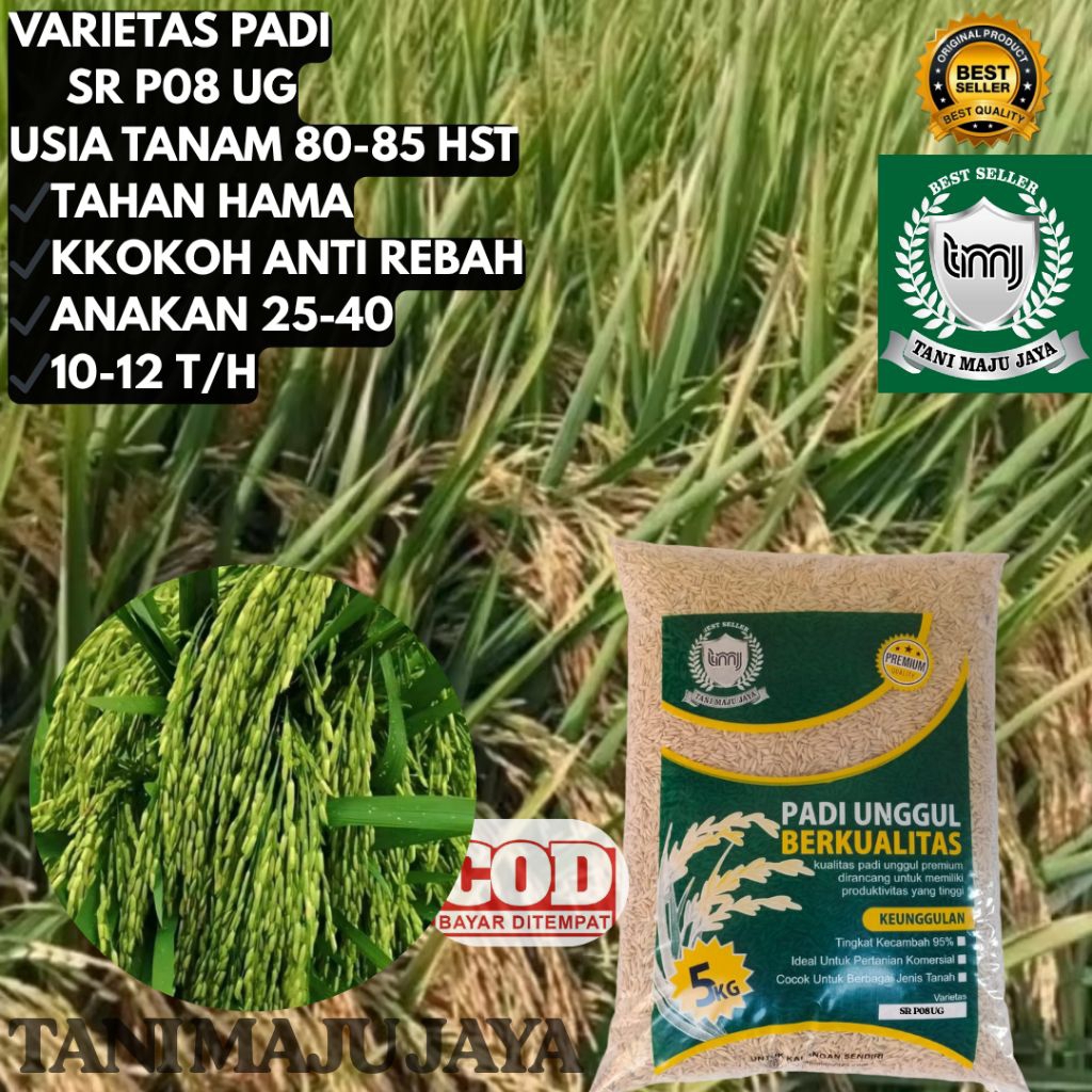 BIBIT PADI BENIH PADI UNGGUL VARIETAS SR P08 UG KEMASAN 5 KG