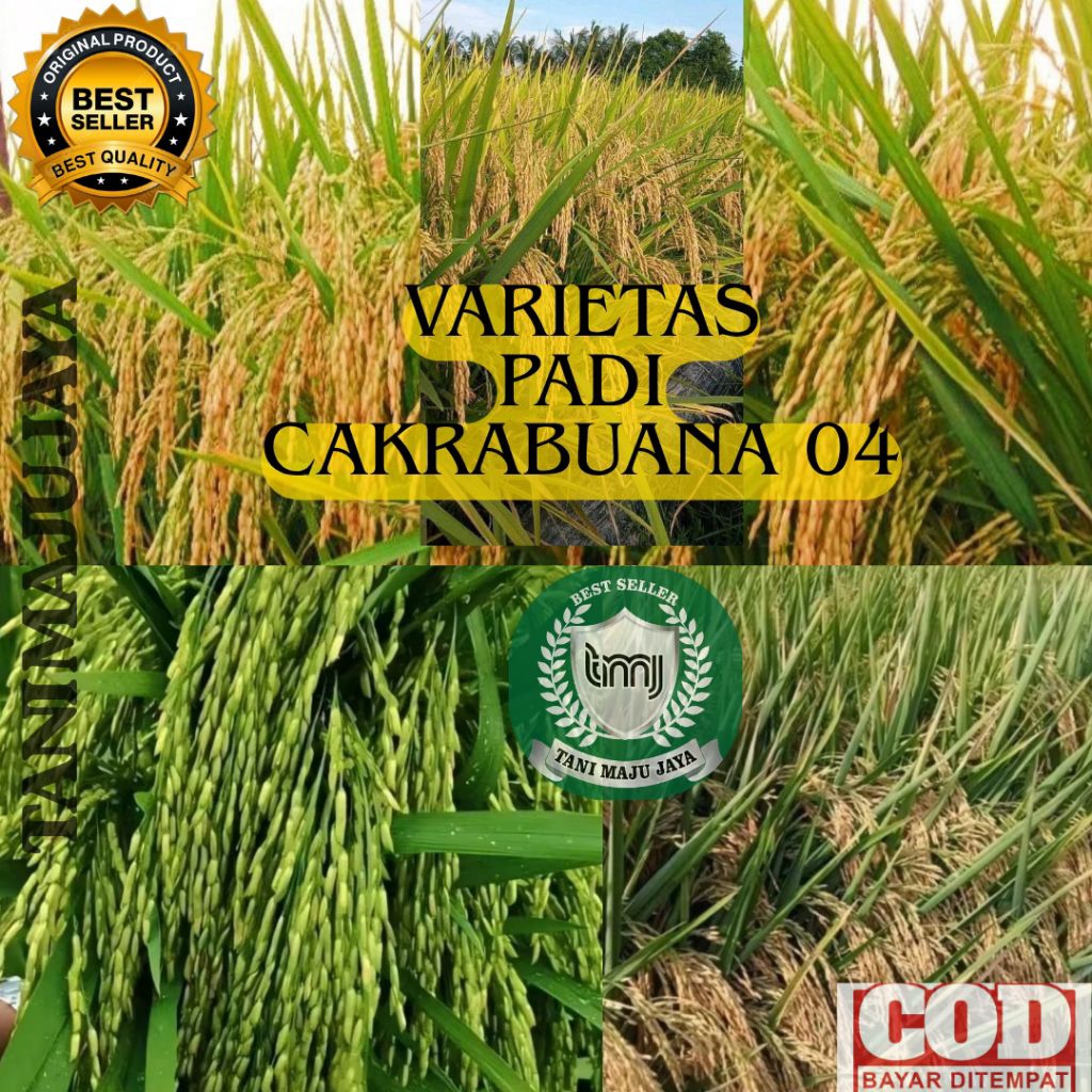 BIBIT PADI BENIH PADI UNGGUL VARIETAS CAKRABUANA 04 KEMASAN 5 KG