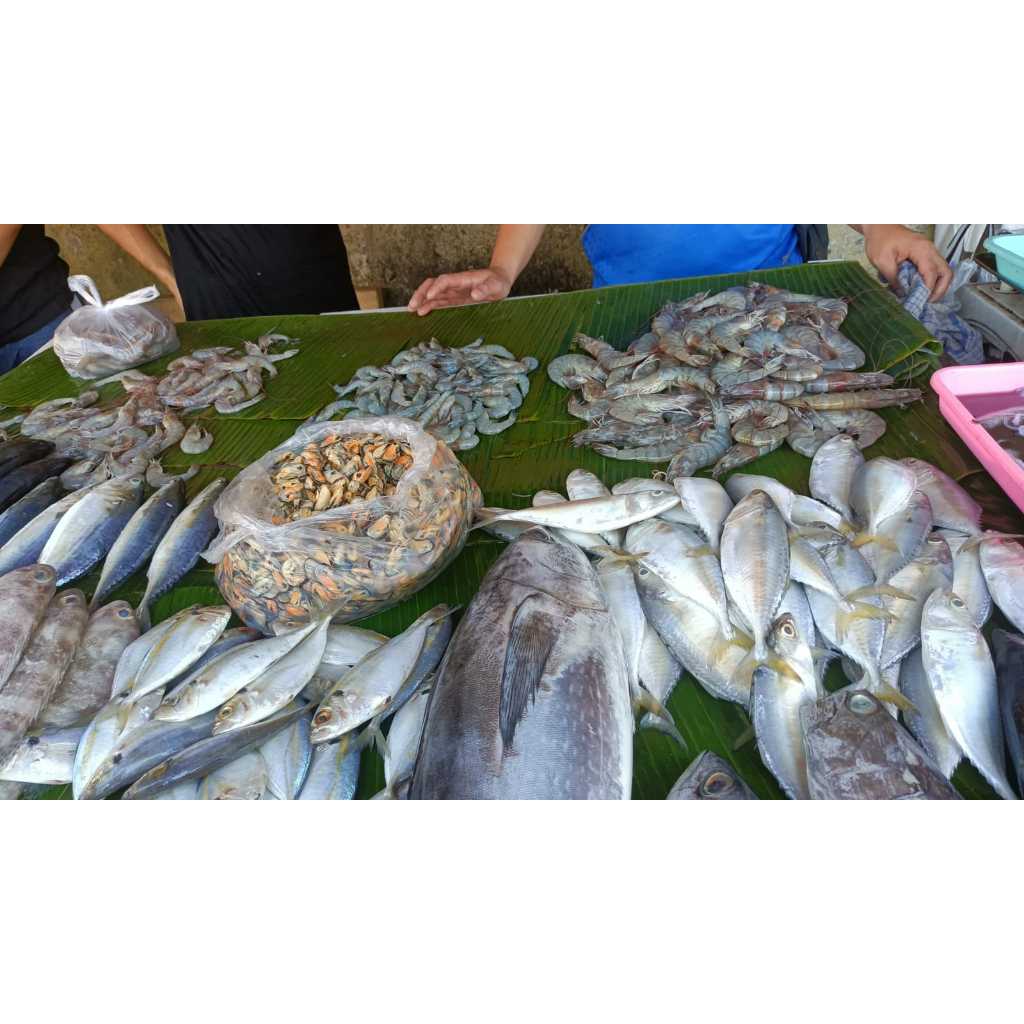 

Udang Segar uk sedang